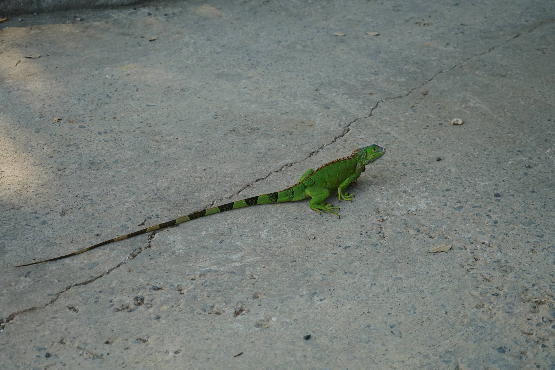 Iguana at El Palacio Rosa Roatan