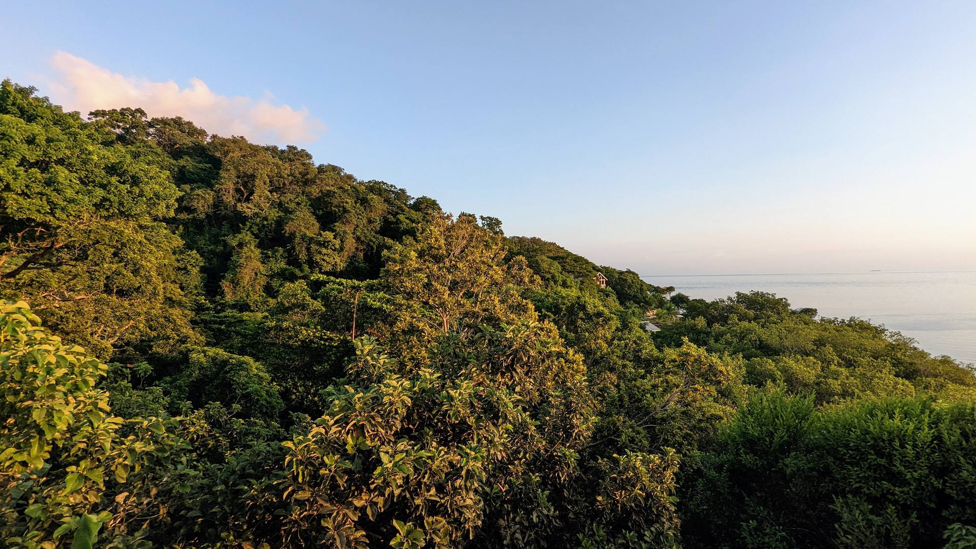 Mangrove forest Carib Bight Roatan