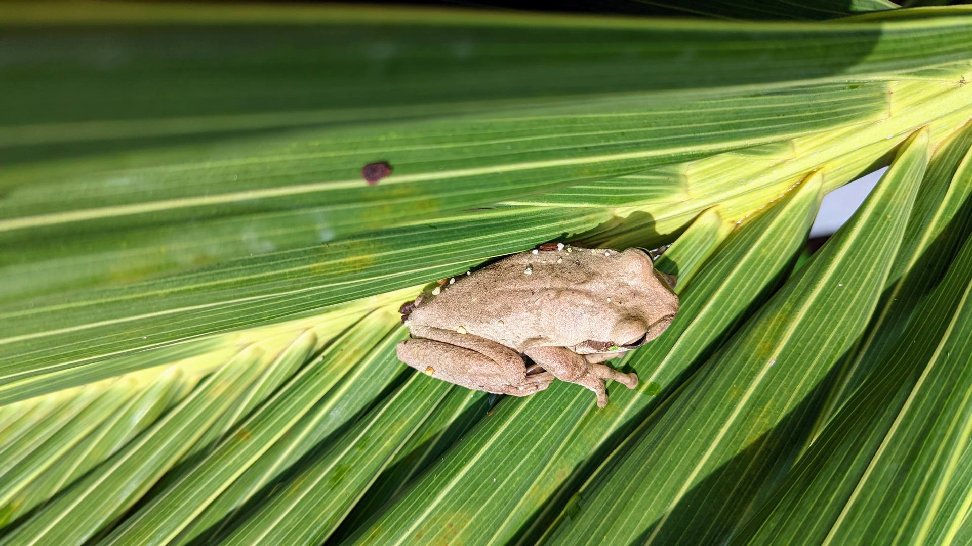Tree frog in Roatan jungle