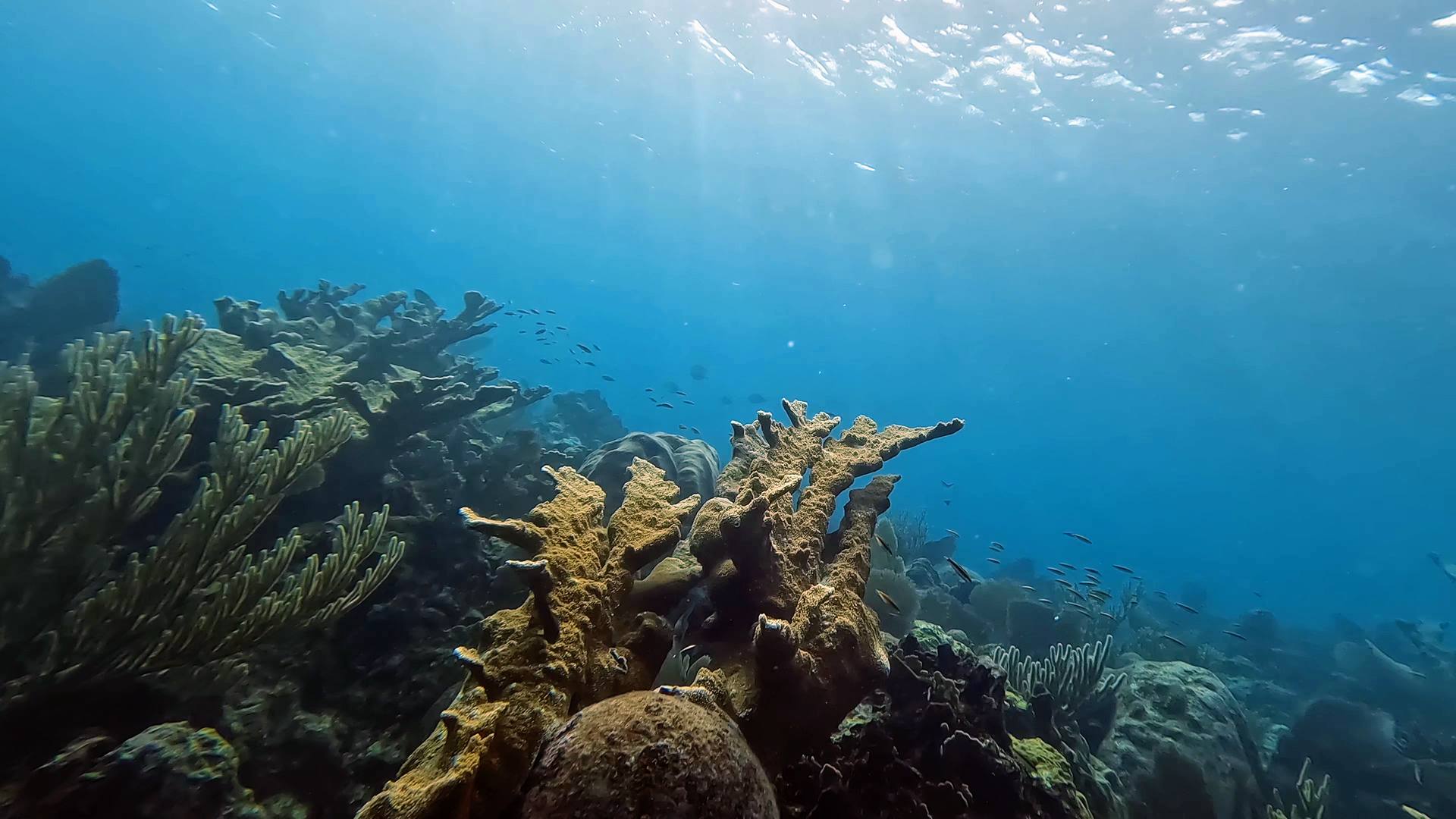 Coral on the reef