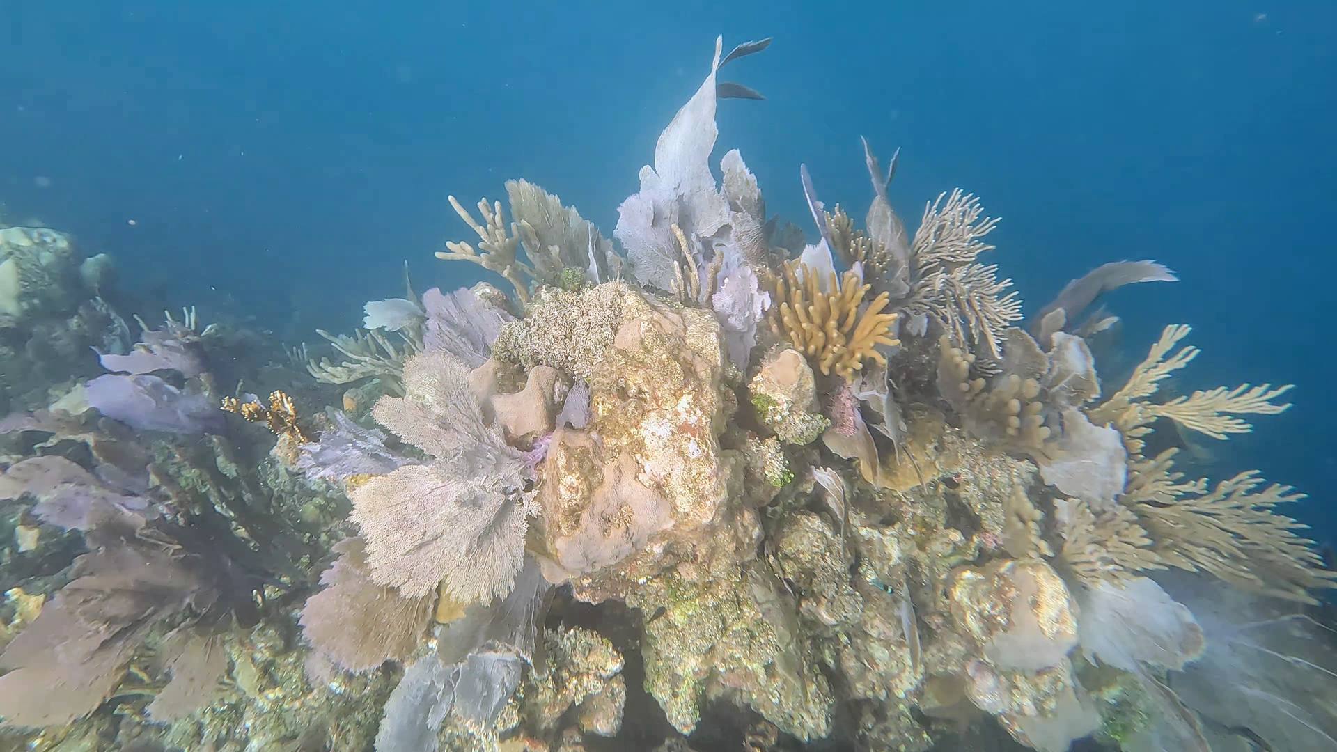 Coral on the reef at Carib Bight