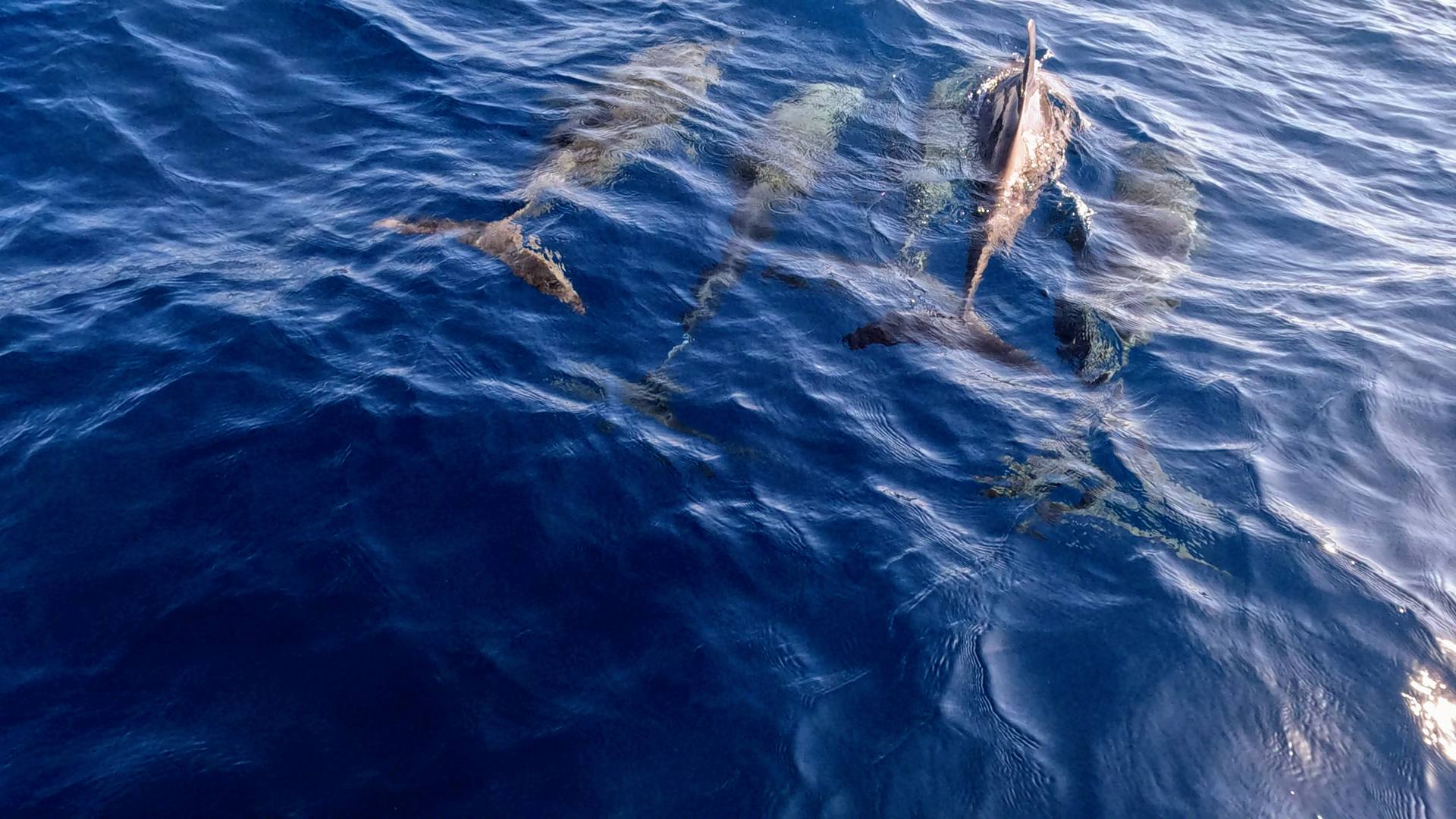 Dolphins near Carib Bight Roatan