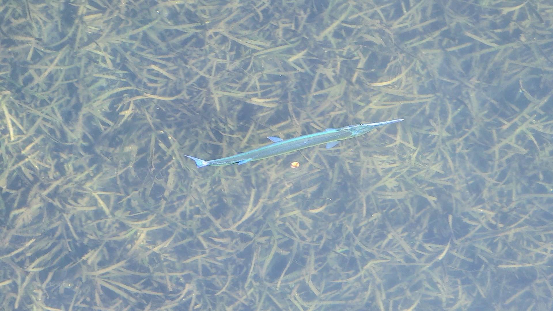 Needlefish at the dock