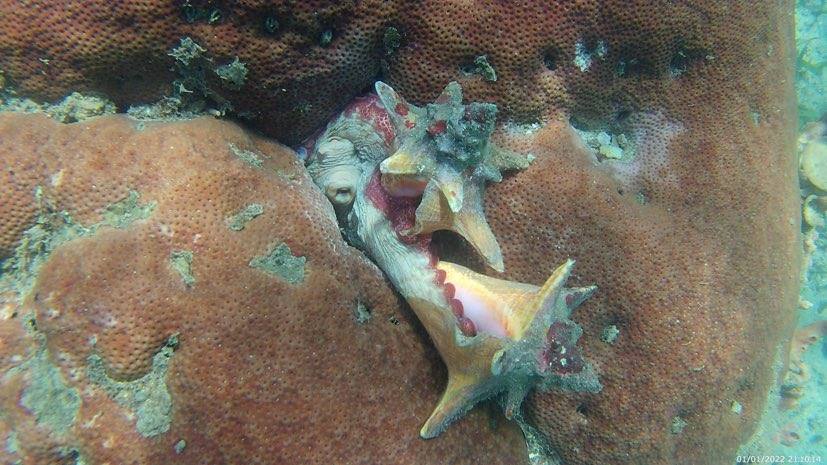 Octopus reef Roatan