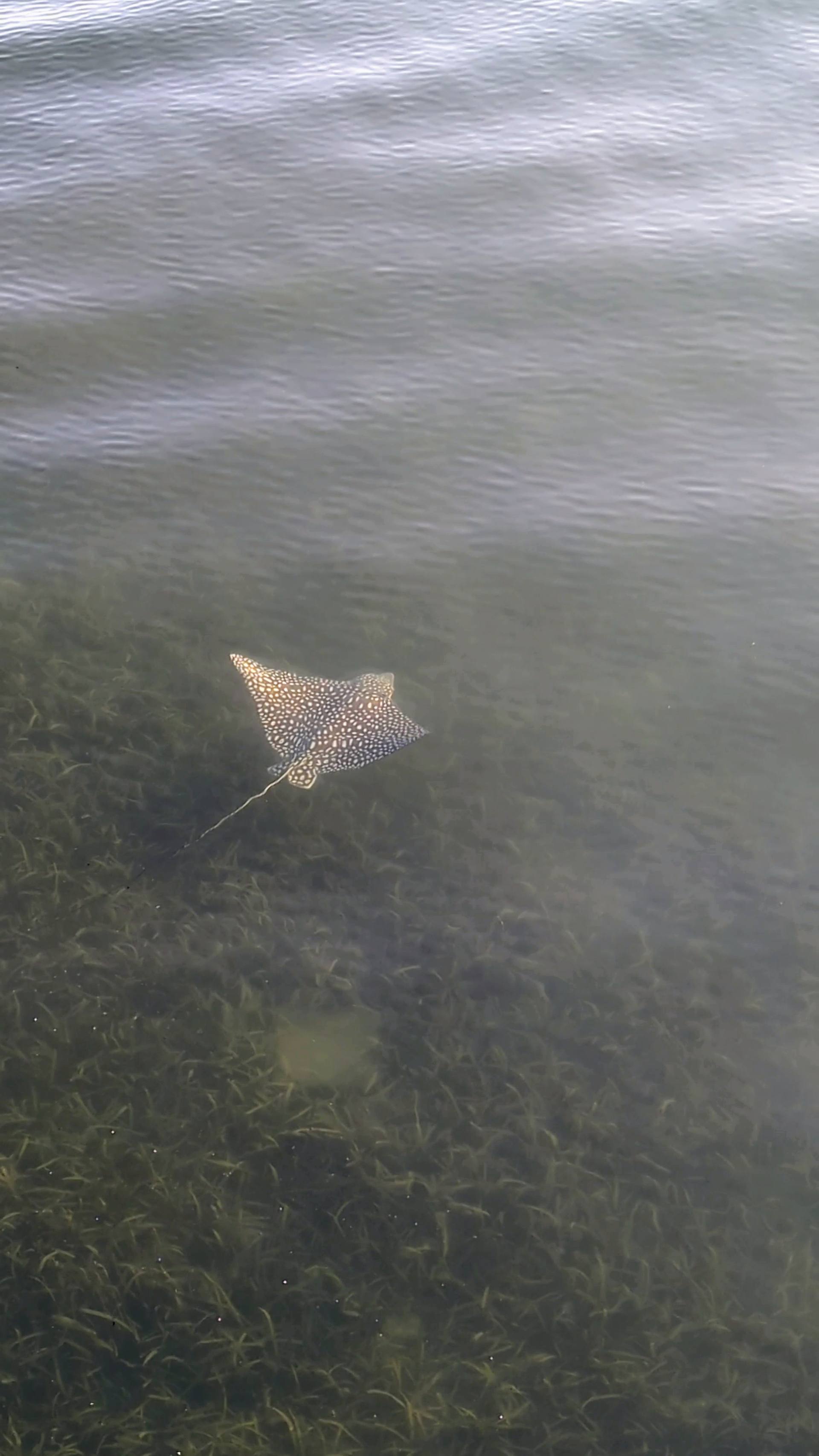 Ray at the dock El Palacio Rosa