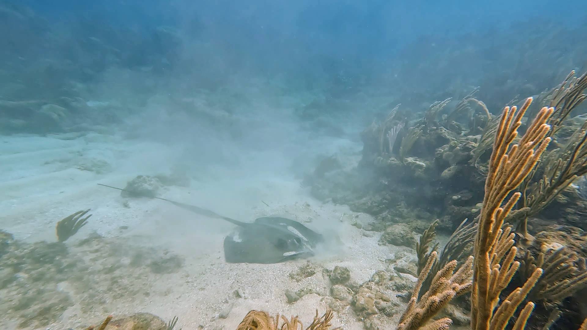 Ray gliding over the sand