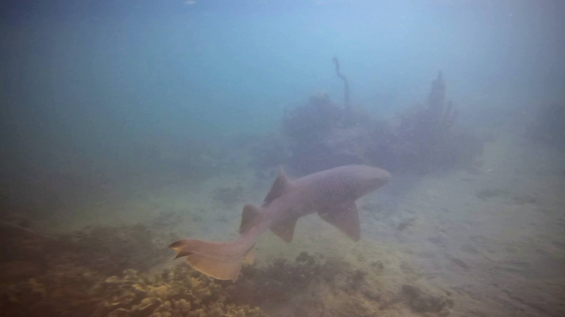 Shark on the reef